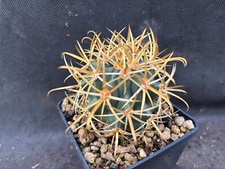 Ferocactus chrysacanthus cactu usato  Massafra