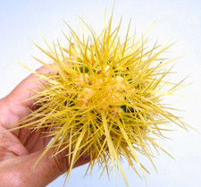Echinocactus grusonii usato  Napoli