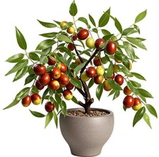 Nourishing jujube tree for sale  Monsey
