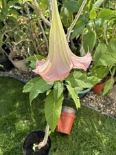 angel trumpet for sale  WATERLOOVILLE