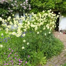 Cephalaria gigantea giant for sale  WALLINGFORD