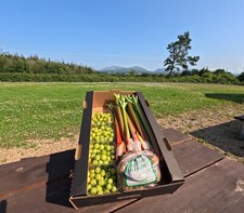 Gooseberry rhubarb new for sale  LLANFAIRPWLLGWYNGYLL