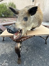 Wild boar taxidermy for sale  Las Vegas