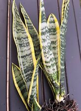 Snake plant cutting for sale  Altamonte Springs