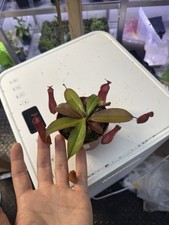 Nepenthes bloody mary for sale  UK