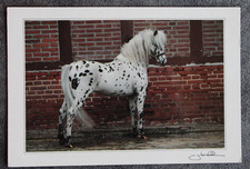 Postkarte pony ponys gebraucht kaufen  Limburg a. d. Lahn