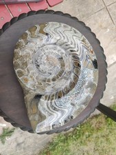 Devonian ammonite fossil usato  Spedire a Italy