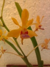 Vanda testacea blühtrieb gebraucht kaufen  Bad Kösen