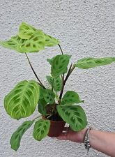 Maranta light veins for sale  WOLVERHAMPTON