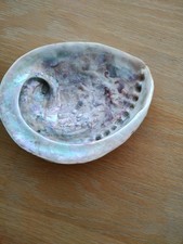 Abalone paua shell for sale  DOVER