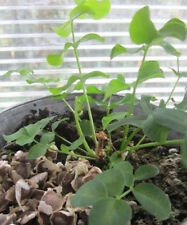 Moringa arbre vie d'occasion  Metz-