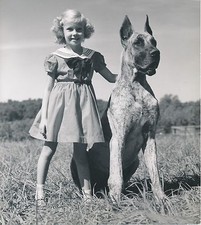 German dogue 1950 d'occasion  Expédié en Belgium