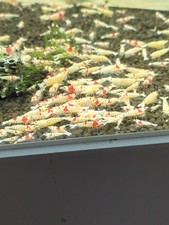 Crevette caridina prl d'occasion  Morhange