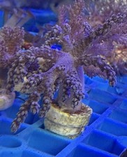 Kenya tree coral for sale  SWANSEA