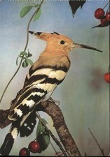 Voegel wiedehopf hoopoe gebraucht kaufen  Deutschland