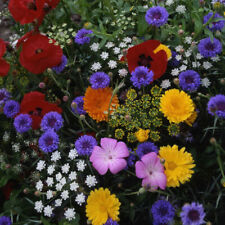 Hardy annual flowers for sale  WITHAM