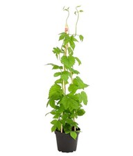 Hops humulus lupulus for sale  Modesto
