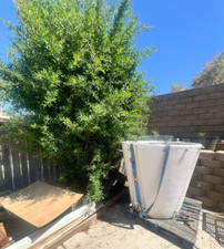 Xxxl large classic for sale  Palmdale