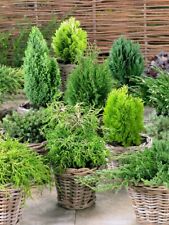 Dwarf conifers ornamental for sale  NELSON