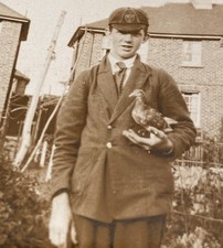 baby pigeons for sale  CRANBROOK