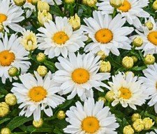 Shasta daisy flower for sale  Berwyn