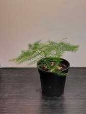 Asparagus fern seedlings for sale  LIVERPOOL