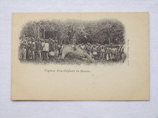 Capture éléphant annam d'occasion  Muzillac