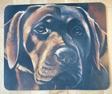 Gorgeous chocolate labrador for sale  Everson