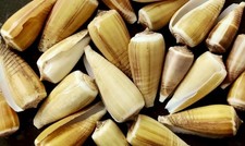 Magnus cone shells for sale Magnus cone shells for sale  REDRUTH