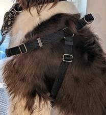 Black dog harness for sale  TAUNTON