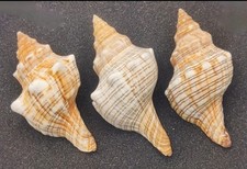 Foxhead shells hermit for sale  REDRUTH