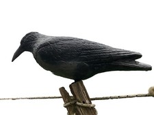 Stampi cornacchia caccia usato  Trisobbio