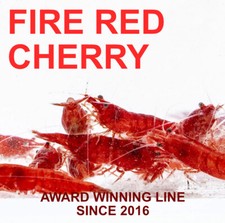 Fire red cherry for sale  Hillsborough