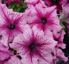 Pick mix petunia for sale  LONDON