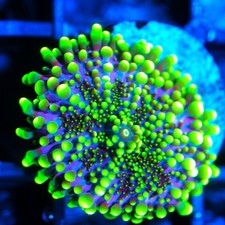 coral lps mushrooms sps for sale coral lps mushrooms sps for sale Cleveland