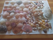 130 muscheln schnecken gebraucht kaufen  Lütjenburg
