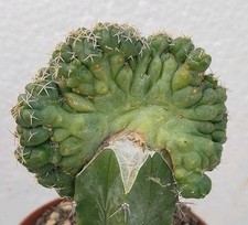 Coryphantha elephantidens mons usato  Lecce