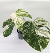 cheese plant for sale cheese plant for sale BASINGSTOKE
