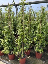 Trachelospermum jasminoides st for sale  KING'S LYNN