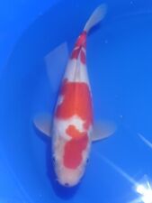 Japanese koi carp for sale  NEWARK