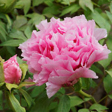 Paeonia suffruticosa shrub for sale  Oakland Gardens