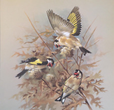 Basil ede goldfinch for sale  Sahuarita