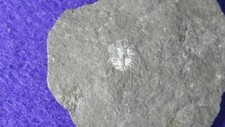 Trilobite acanthalomina minuta usato  Napoli