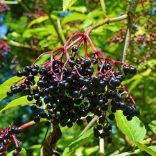 Sambucus nigra haiddegg d'occasion  Pouzauges