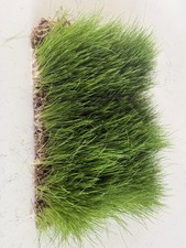 Rye grass sod for sale  Iowa City