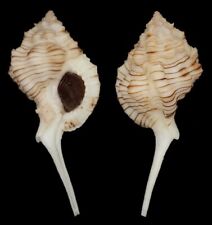 Collectible shell siratus d'occasion  Expédié en Belgium