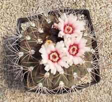 Gymnocalycium pflanzii cactus usato  Italia