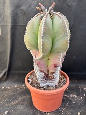 Astrophytum myriostigma nudum usato  Massafra