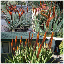 Semi aloe castanea usato  Nizza di Sicilia