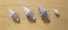 Rugose miter shell for sale  Littleton